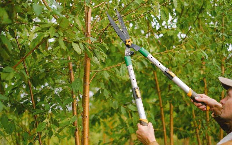 Tree trimming in Given, WV