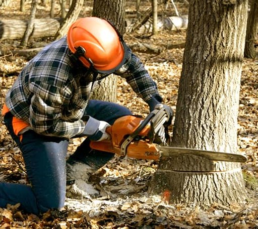 Tree Removal in Given, WV